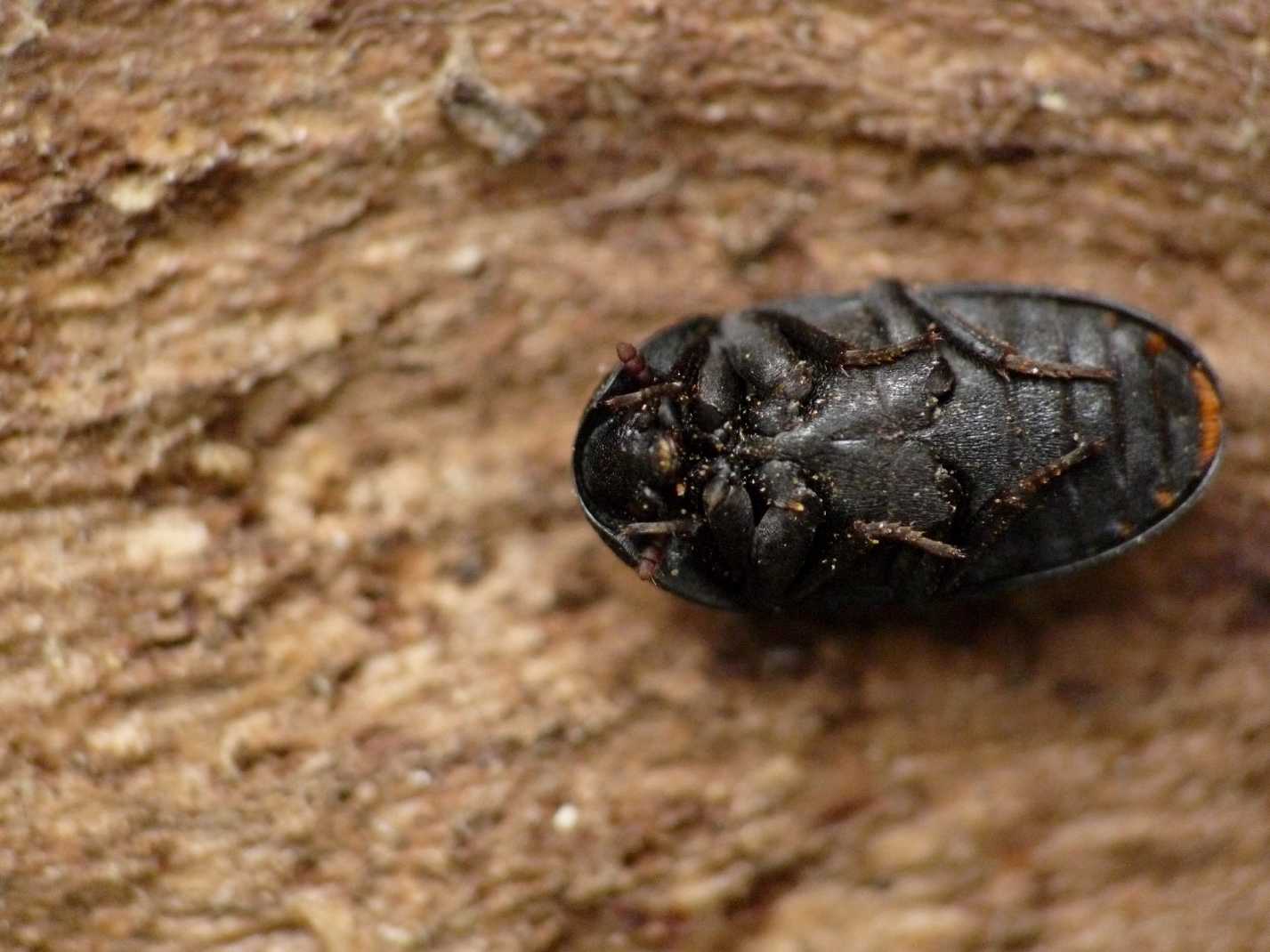 Dermestidae? D. olivieri